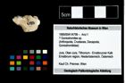 Foto (Objekt + Etikett) von ? Goniodromites sp.  (NHMW-GEO-1990-0041-4799)